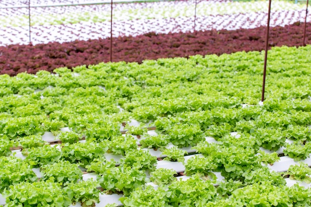 Granja ecológica con hortalizas de agricultura hidropónica.