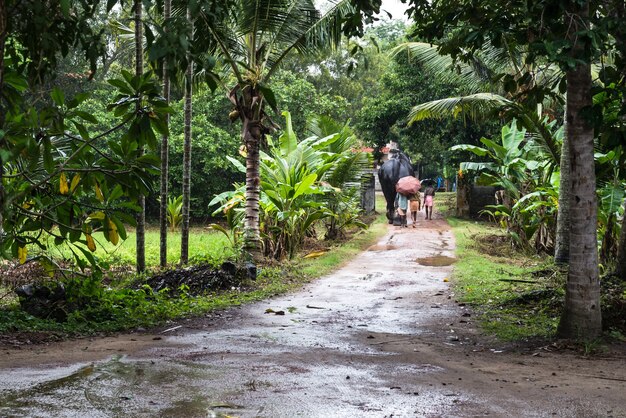 granja de elefantes India