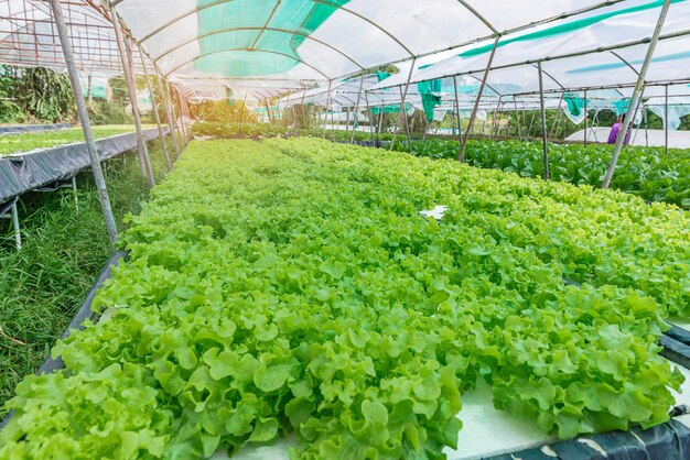 Granja de ensaladas en la montañaVerduras frescas para hacer comida de la granja