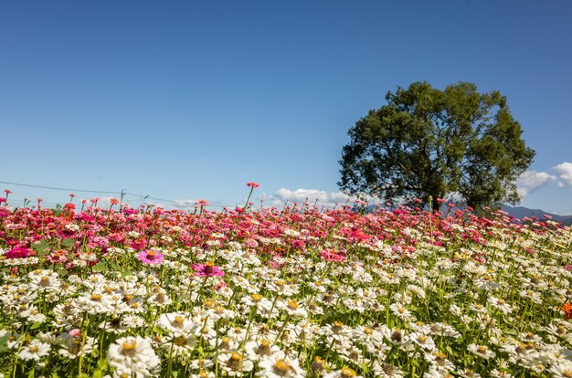 Granja de flores blancas del cosmos en el exterior bajo un cielo azul