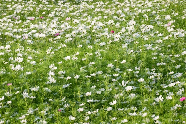 la granja de las flores blancas del cosmos