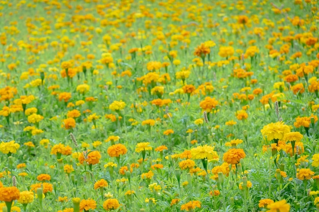 Granja de flores cosmos amarillas al aire libre