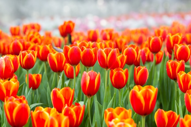 Granja de flores de tulipán naranja