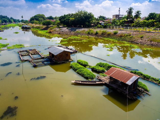 Granja flotante de la planta de Pandan en planta que flota en un río