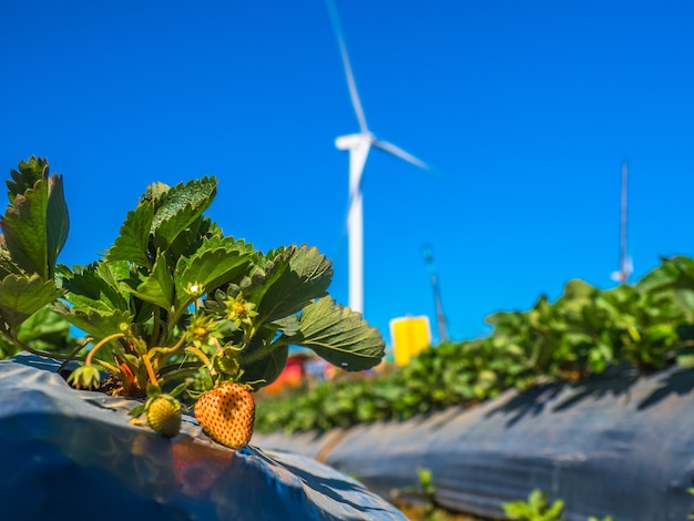 Granja de fresa con generador de turbina de viento en el fondo.