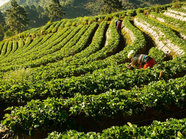 Granja de fresas en el campo Doi Angkhang, Chiangmai Tailandia