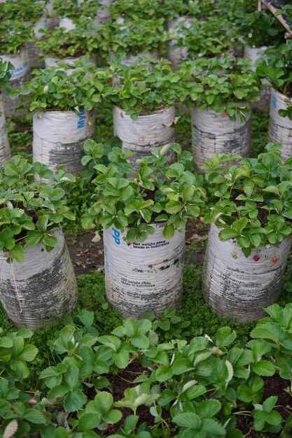 Granja de fresas en las colinas verdes