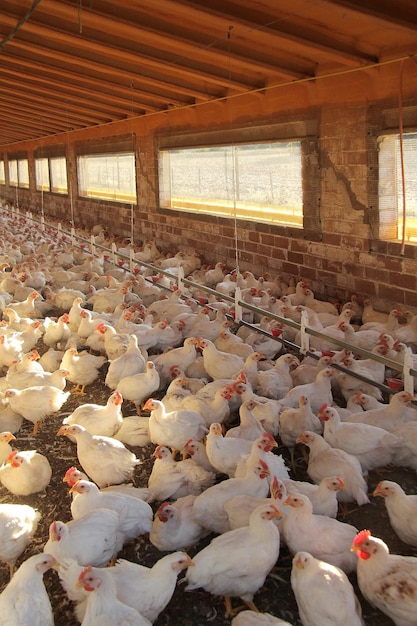 Una granja de gallinas que están en el suelo.