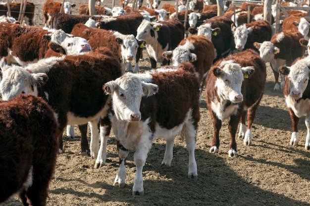 Granja de ganado Hereford