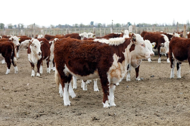 Granja de ganado Hereford