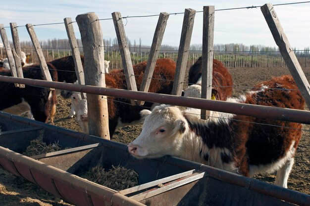 Granja de ganado Hereford