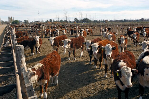 Granja de ganado Hereford