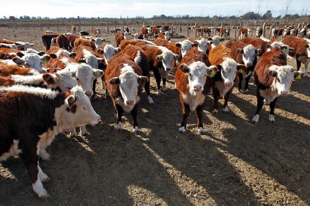 Granja de ganado Hereford