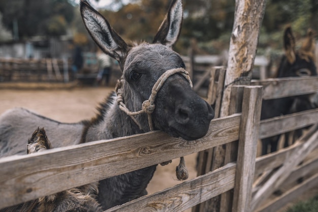 Granja de ganado. Lindos burros en la granja de ganado.