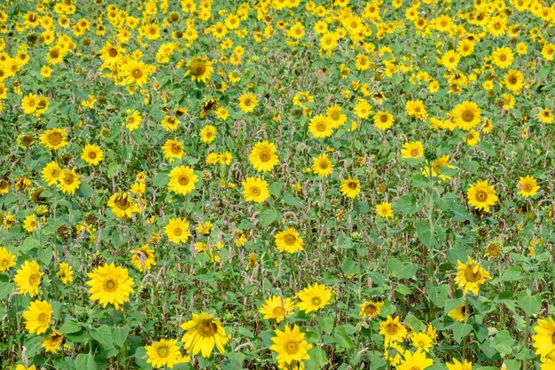 granja de girasoles con flores amarillas