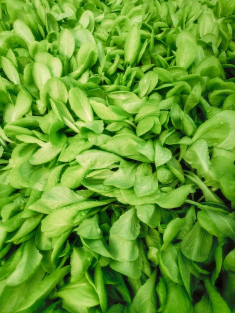 Granja hidropónica de lechuga, brotes de lechuga, plantas de lechuga jóvenes verdes, plántulas de lechuga