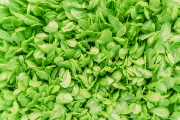 Granja hidropónica de lechuga, brotes de lechuga, plantas de lechuga verde joven, plántulas de lechuga