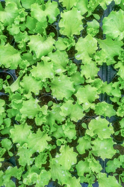 Granja hidropónica de lechuga, brotes de lechuga, plantas de lechuga verde joven