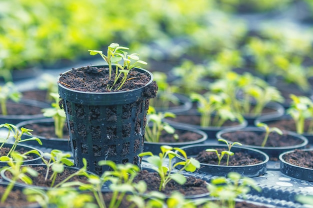 Granja hidropónica de Rucola. Plantas jóvenes de rúcula, cohetes jóvenes, brotes de rúcula, plántulas de primavera. Vegetales saludables.