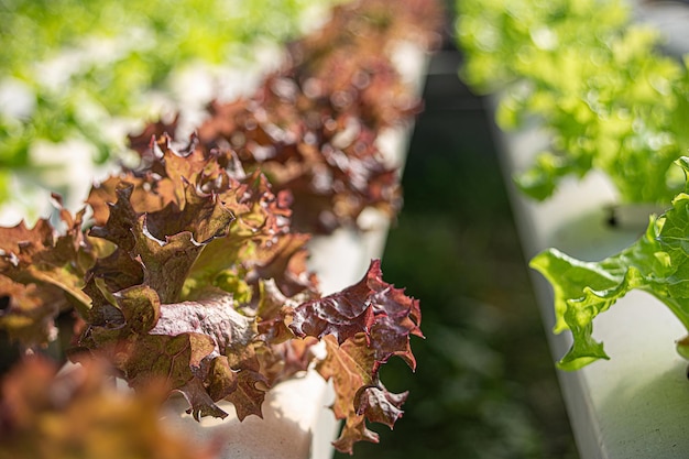 Granja de hortalizas hidropónicas Cómo cultivar hidroponía usando