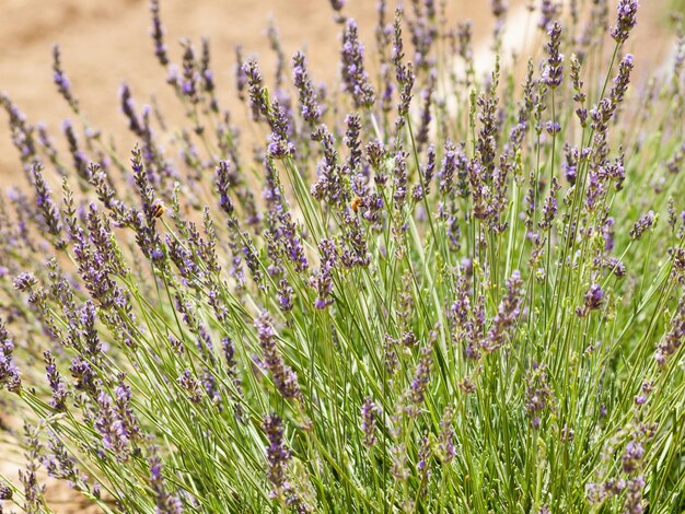 Granja de lavanda en Palisade, Colorado.