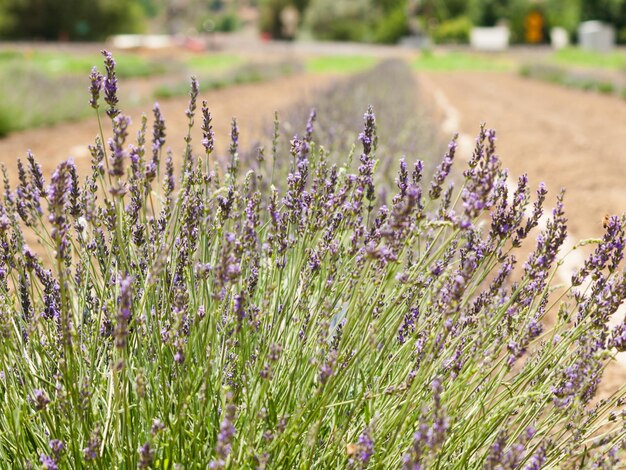 Granja de lavanda en Palisade, Colorado.