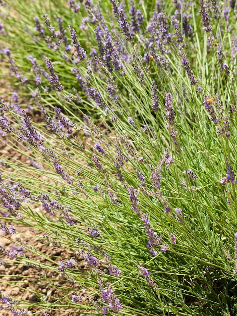 Granja de lavanda en Palisade, Colorado.