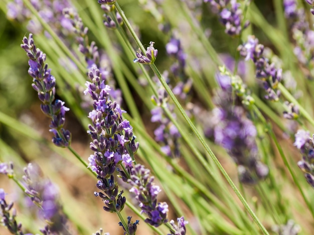 Granja de lavanda en Palisade, Colorado.