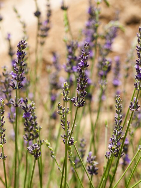 Granja de lavanda en Palisade, Colorado.