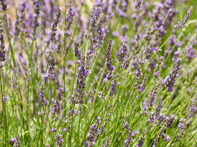 Granja de lavanda en Palisade, Colorado.