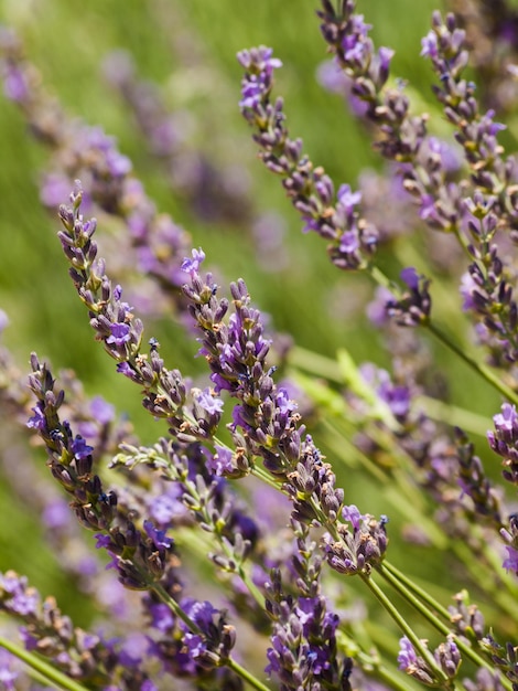 Granja de lavanda en Palisade, Colorado.