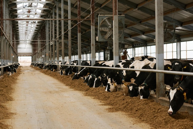 Granja lechera con rebaño de vacas