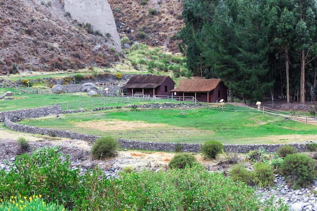 Granja llamas en las montañas