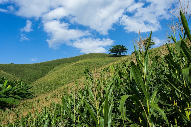 Foto granja de maíz en la colina con el cielo azul y el fondo del atardecer