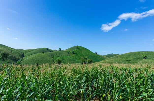 Granja de maíz en la colina con cielo azul y fondo puesta de sol