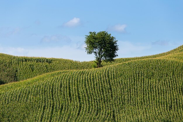 Granja de maíz en la colina con cielo azul y fondo de puesta de sol