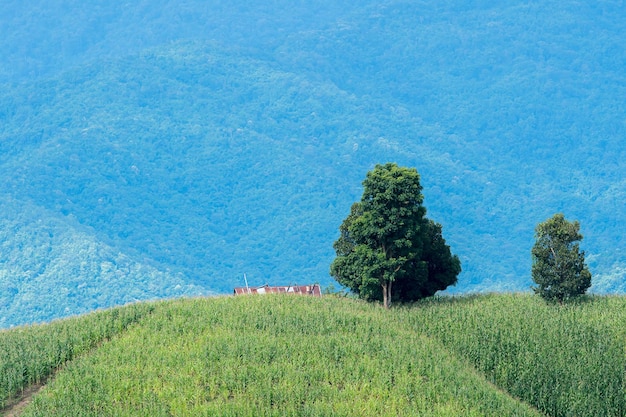 Foto granja de maíz en la colina con cielo azul y puesta de sol en el fondo