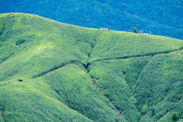 Granja de maíz en la colina con cielo azul y puesta de sol en el fondo