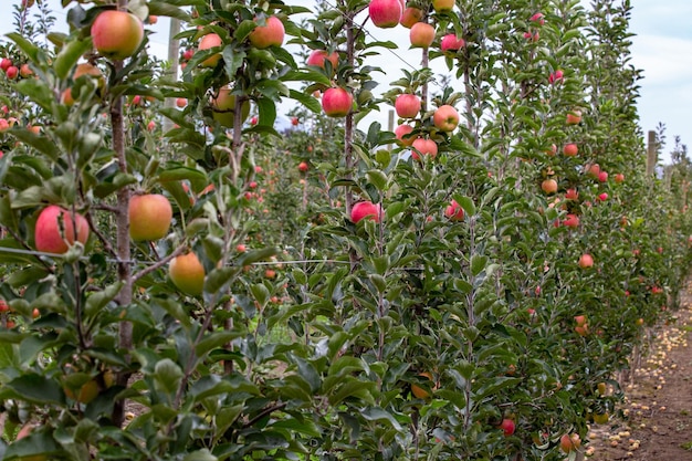 Granja de manzanas en Kelowna, manzanas rojas maduras en los árboles en Columbia Británica, Canadá