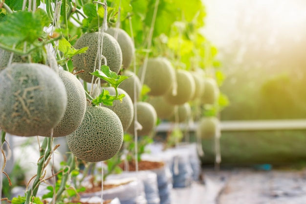 Foto granja de melón cantaloupe japonés