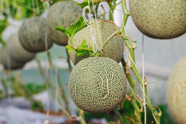 Granja de melón cantaloupe japonés