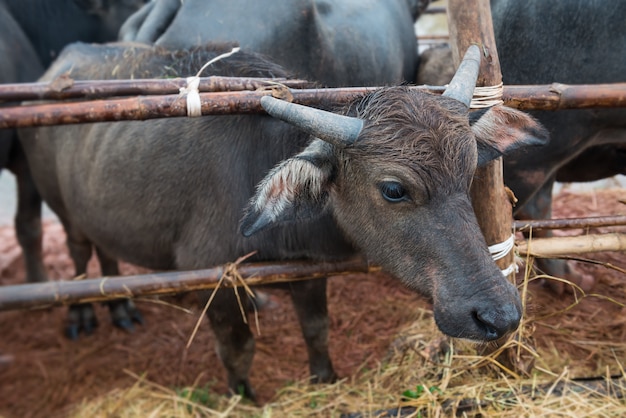 Granja nativa tailandesa del búfalo de agua en el sur de Tailandia.