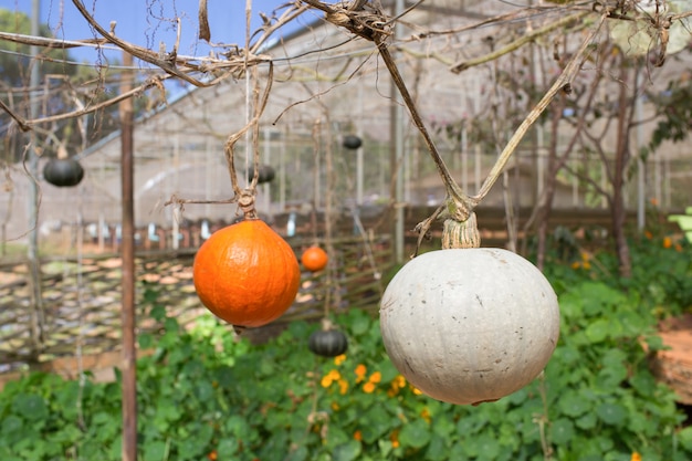 Granja orgánica de calabaza en invernadero.