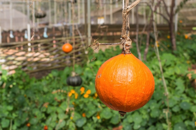 Granja orgánica de calabaza en invernadero.