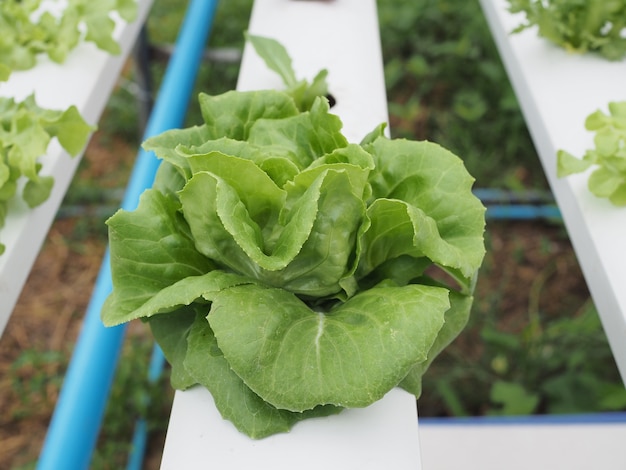 Foto granja orgánica de cultivo de hortalizas hidropónicas