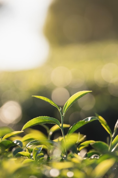 Granja orgánica de plantación de hojas de té verde en la mañana fondo borroso Hojas de té verde fresco Plantaciones de té verde en el amanecer de la mañana Jardín de té orgánico de frescura para fondo de papel tapiz