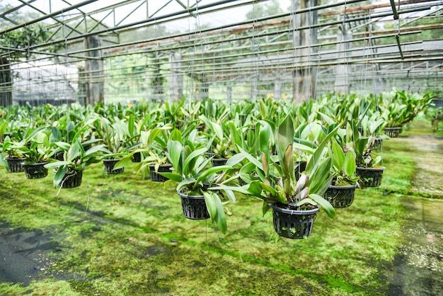 Granja de orquídeas con maceta de flores de orquídeas colgando en el techo de la granja en la planta de vivero /