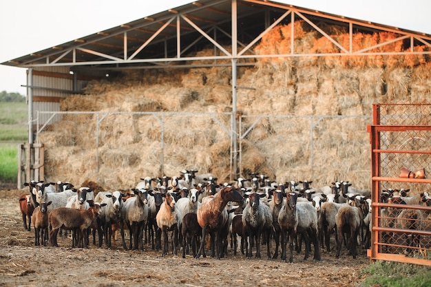 Granja de ovejas. Grupo de animales domésticos de ovejas.