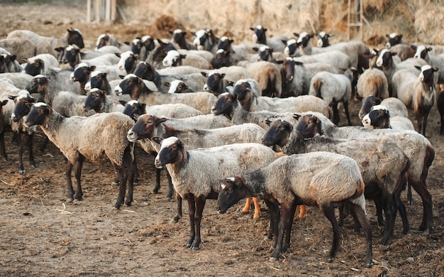 Granja de ovejas. Grupo de animales domésticos de ovejas.