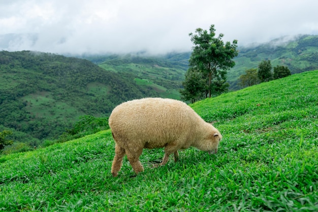 Granja de ovejas en la hierba de las montañas.